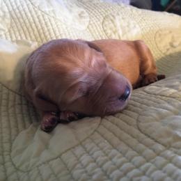 Goldendoodle and Labradoodle Puppies from Davis Doodles