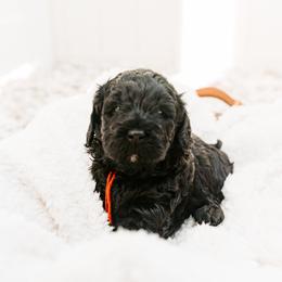 Daphne - Black  female Australian Cobberdog puppy in Sarasota, Florida from Labe's Australian Cobberdogs