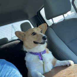 American Corgi and Pembroke Welsh Corgi Puppies from Beebe’s Corgis