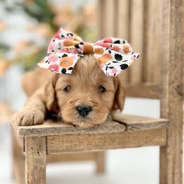 Isla - Apricot female Goldendoodle puppy in Queen Creek, Arizona from Goldendoodle AZ