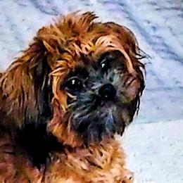 Shihpoos and Shih Tzus from Pattersons Luv K-9s