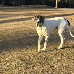 Stout - Great Dane