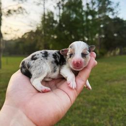 Armani (Financing available) - Blue merle and white male American Corgi puppy in Inverness, Florida from Canaan Farm Corgis