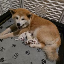 Girl 1 - White female Japanese Akitainu puppy in New Castle, Pennsylvania from Four Seasons Akita (Shikisou)