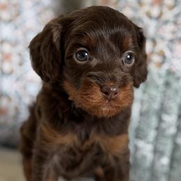 Orion - Chocolate male Cavapoo puppy in Beckley, West Virginia from By Design Doodles