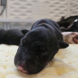 Animal - Black brindle and white male Miniature Bull Terrier puppy in Hollywood, Florida from Mini Bull Lane