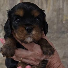 Peter - Black and tan male Cavalier King Charles Spaniel puppy in Las Cruces, New Mexico from Moongate Cavaliers