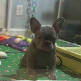 French Bulldog Puppies from Fancy Frenchies