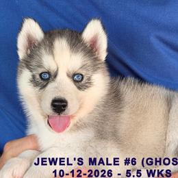 JEWEL'S MALE 6 - Gray and white male Siberian Husky puppy in Manilla, Iowa from Bruck's Siberian Huskies