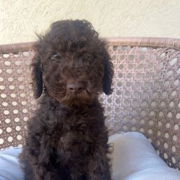 Tesla - Brown male Poodle puppy in Tucson, Arizona from Desert Doodles + Poodles