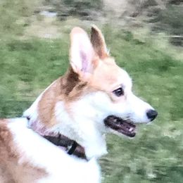 Boba  - Pembroke Welsh Corgi