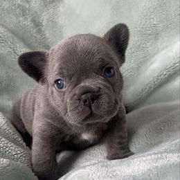 Latte - Fawn female French Bulldog puppy in Galt, California from The three little frenchies