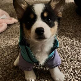 American Corgis and Pembroke Welsh Corgis from Creek Farm Corgis