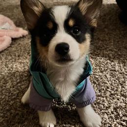American Corgis and Pembroke Welsh Corgis from Creek Farm Corgis