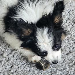 Papillon Puppies from Lakeview Papillons
