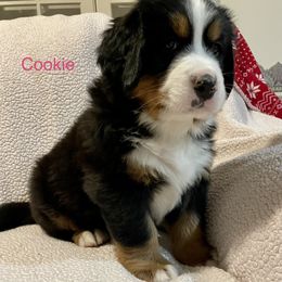 Bernese Mountain Dog Puppies from Willow Tree Berners