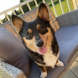 Gypsy - American Corgi