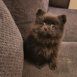 Green - Black male Pomeranian puppy in Fort Worth, Texas from Ramos' Pommies