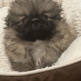 Full AKC - Camper - Fawn sable male Pekingese puppy in Pennsylvania from Triple I Pekes