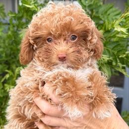 Honey - Red  female Poodle puppy in Tucson, Arizona from Adored Poodle & Doodles
