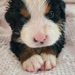 Green - Black rust and white male Bernese Mountain Dog puppy in Auburn, Washington from MSM Bernese Mountain Dogs