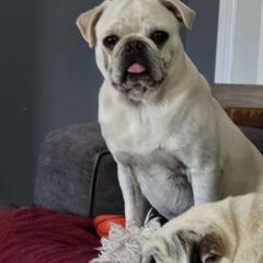 Bre - Pug