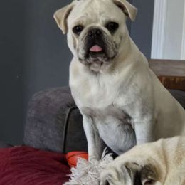 Bre - Pug