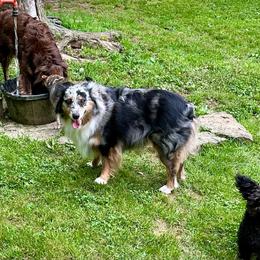 Honey - Miniature American Shepherd