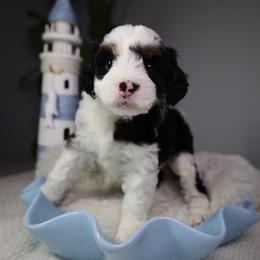 Velvet - Black tri-color female Aussiedoodle puppy in Fort Myers, Florida from Little Golden Farm