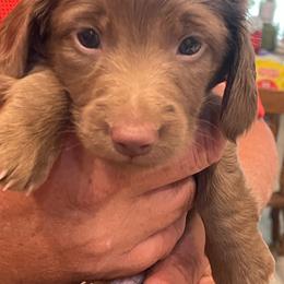 Spud - Chocolate male Dachshund puppy in Mountain Home, Idaho from Desert Wind Dachshunds