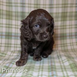 Primrose - Brown female Cockapoo puppy in Sunset, Louisiana from Cano Cockapoos