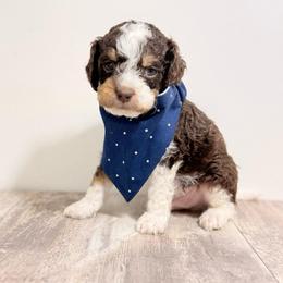 Franklin - Tri-color male Australian Labradoodle puppy in Taylor, Michigan from Mi Best Doodle Ever, LLC