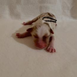 Black Ribbon Red Merle Boy 3 - Red merle male Australian Shepherd puppy in Dundee, Ohio from Aussies Of Circle H