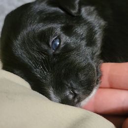 Australian Shepherd Puppies from Summit Australian Shepherds