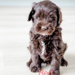 Boy 3 - Australian Labradoodle puppy in Kaysville, Utah from Utah Labradoodles