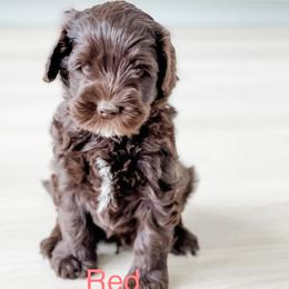 Boy 3 - Australian Labradoodle puppy in Kaysville, Utah from Utah Labradoodles