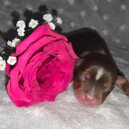 Saturn - Chocolate, tan and white male Yorkshire Terrier puppy in Lakeland, Florida from You Me & The Yorkies