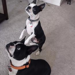 Boston Terriers from Lehi Valley Boston Terriers