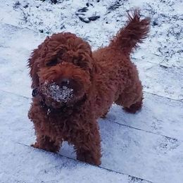 Bernedoodle, Goldendoodle, and Poodle All Grown Up from Good Dog Doodles