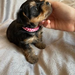"Paris" Yorkshire Terrier Puppies from Ella's Designer Yorkies