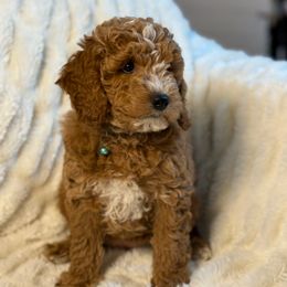 Dana - Red  female Goldendoodle puppy in La Verne, California from Marshall Goldendoodles