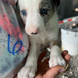 Boy 6 - Blue merle male Border Collie puppy in Rural Retreat, Virginia from Hidden Acres Farm Corgis