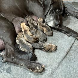 Boy 3 - Brindle male Great Dane puppy in Indianola, Iowa from Bull West Kennels