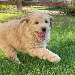 Goldendoodles from Sweetheart Goldendoodles