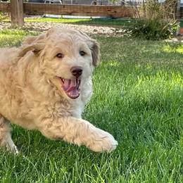 Goldendoodles from Sweetheart Goldendoodles