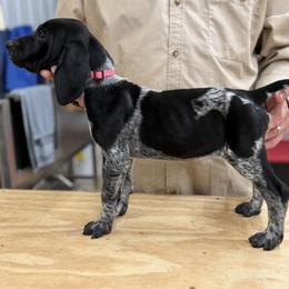 Babe pink collar - Black roan female German Shorthaired Pointer puppy in Six Mile, South Carolina from The Proper Pointer Co.