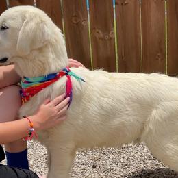 Max - Golden Retriever puppy in Marshfield, Missouri from Charm Puppies