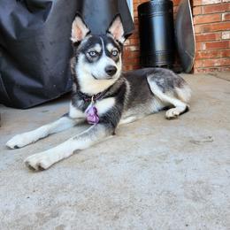 Moxie - Pomsky
