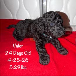 Valor- Solid Black Pure Smaller Standard Poodle - Black male Poodle puppy in Sacramento, California from Robinsnest Poodles