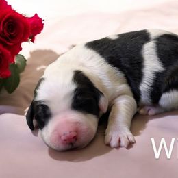 Willow - Sheepadoodle puppy from Ohio Valley Sheepadoodles